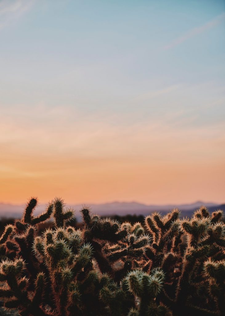 see the cholla cactus gardens when you visit Joshua Tree