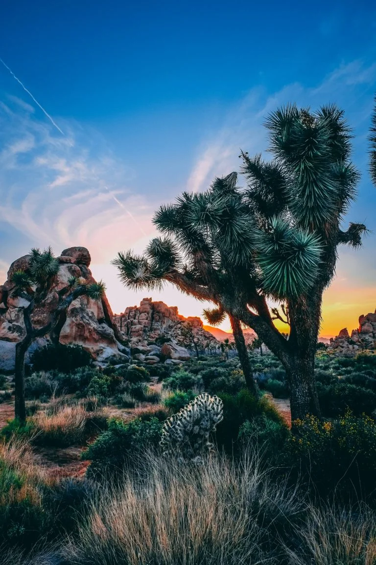 Joshua tree park ultimate guide: backpacking, hiking & camping