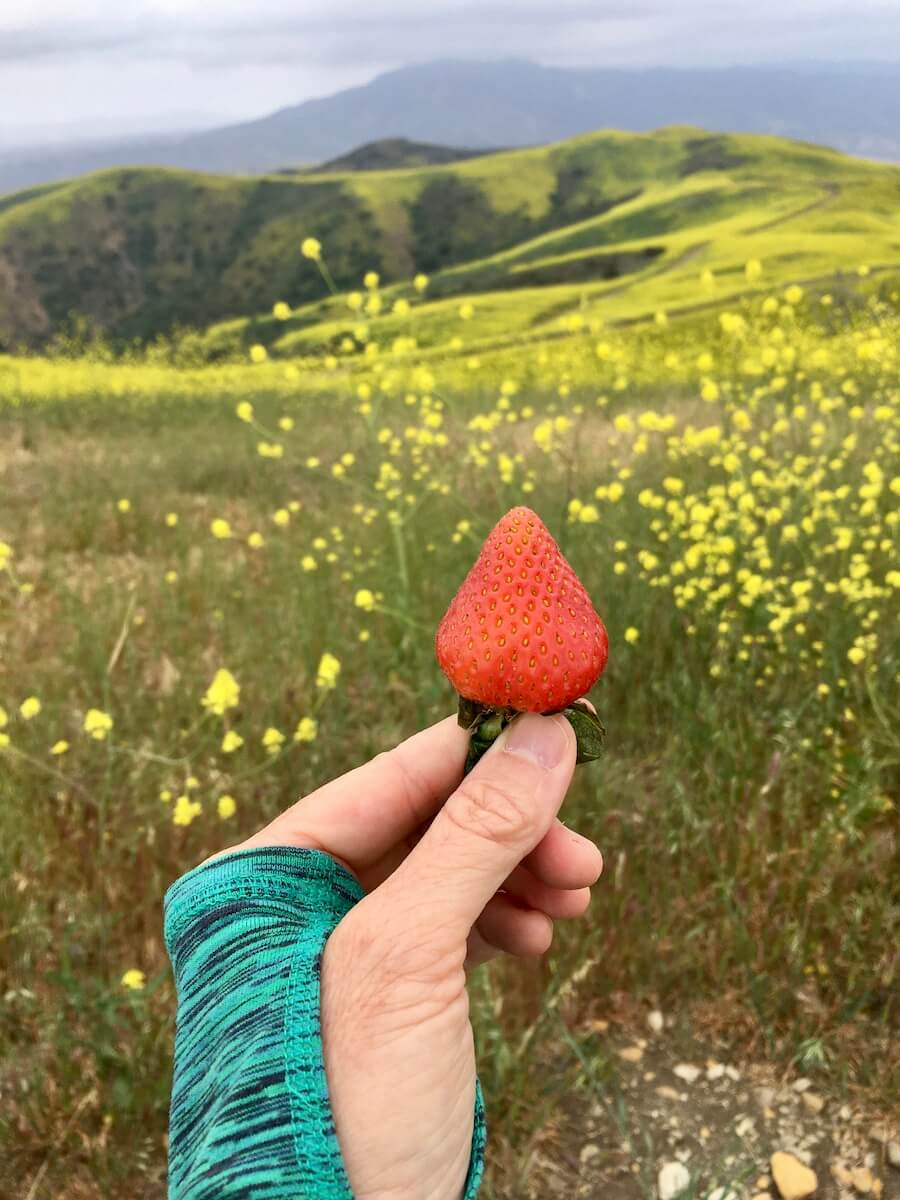 Fresh strawberries on a spring hike in california.