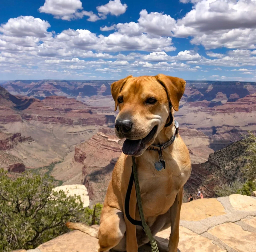 A dog sits on a ledge overlooking the grand canyon.